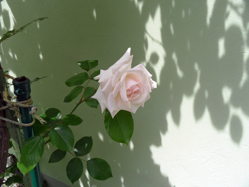 Rosen im Innenhof